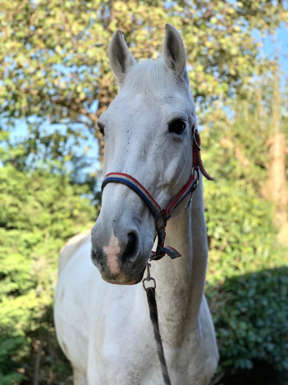 Amor Manege Stal Flicka Amor