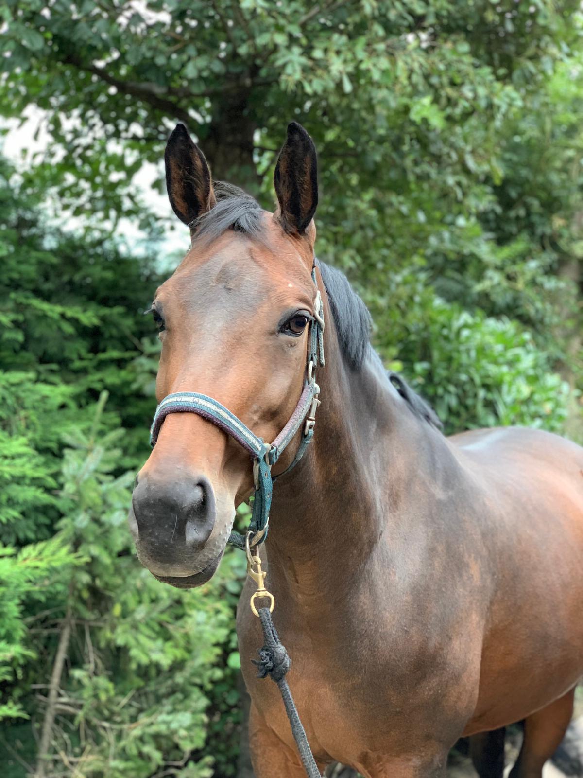 Breezer Manege Stal Flicka Breezer