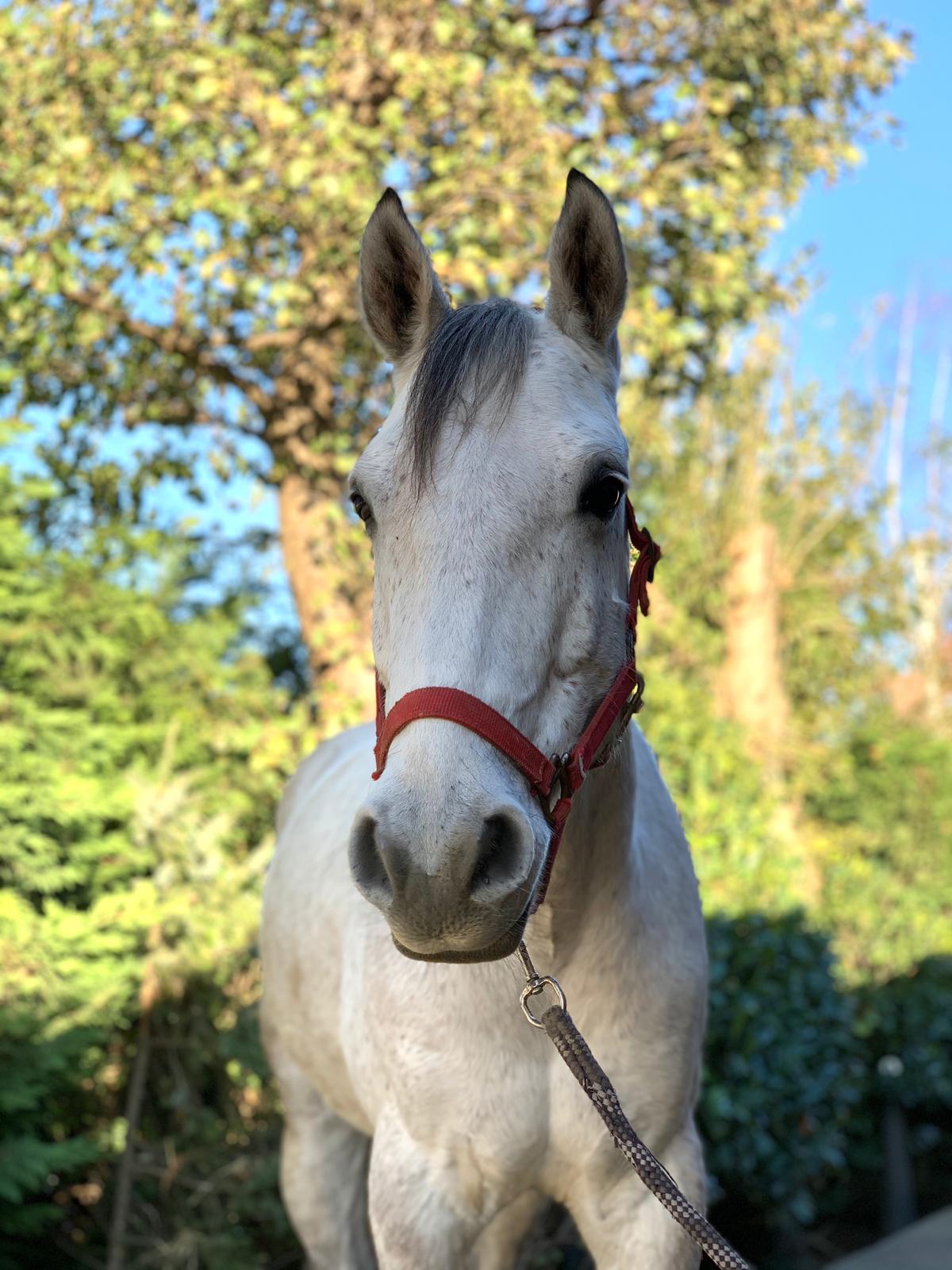 Deeks Manege Stal Flicka Deeks