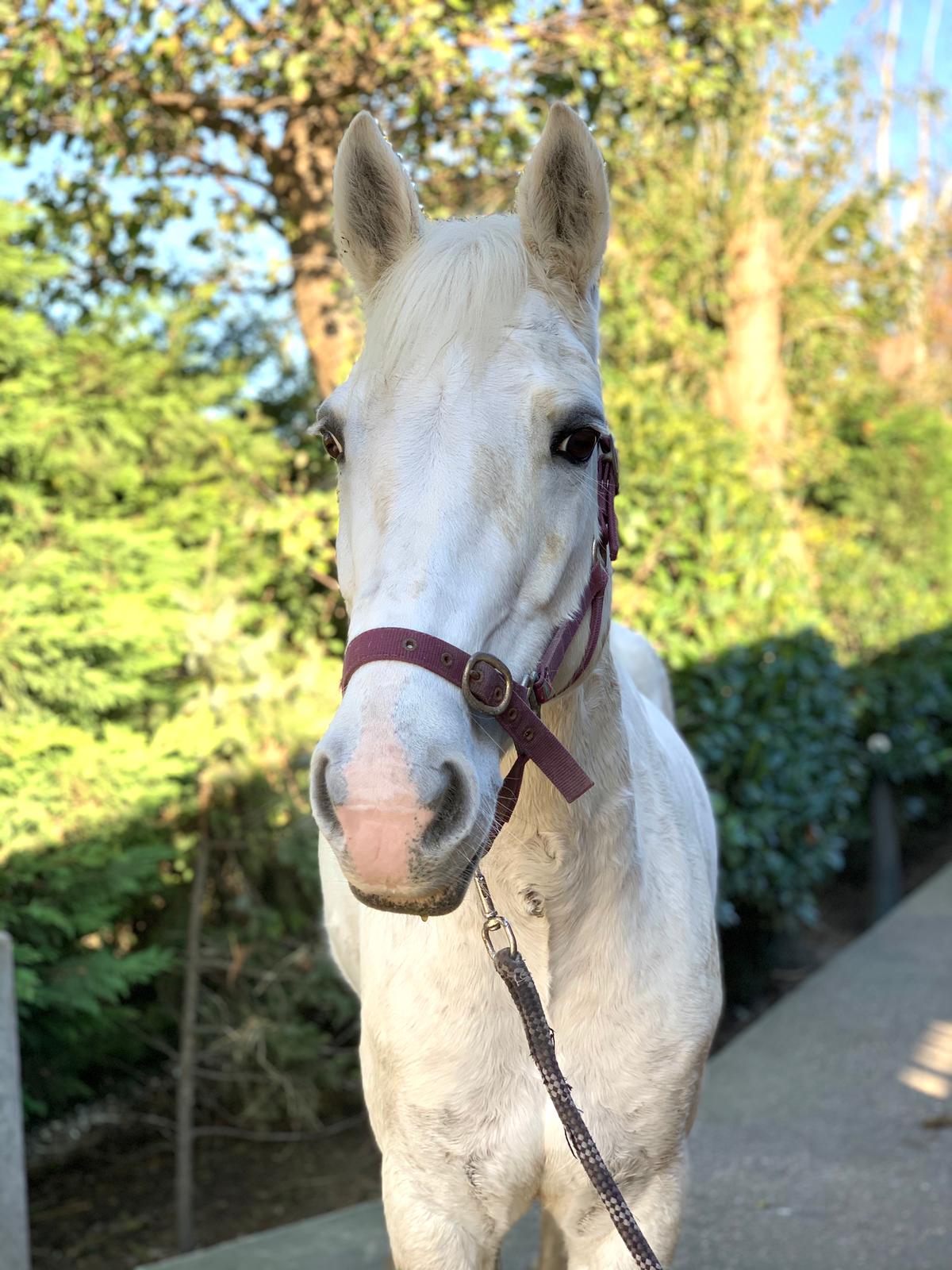 Dutchy Manege Stal Flicka Dutchy