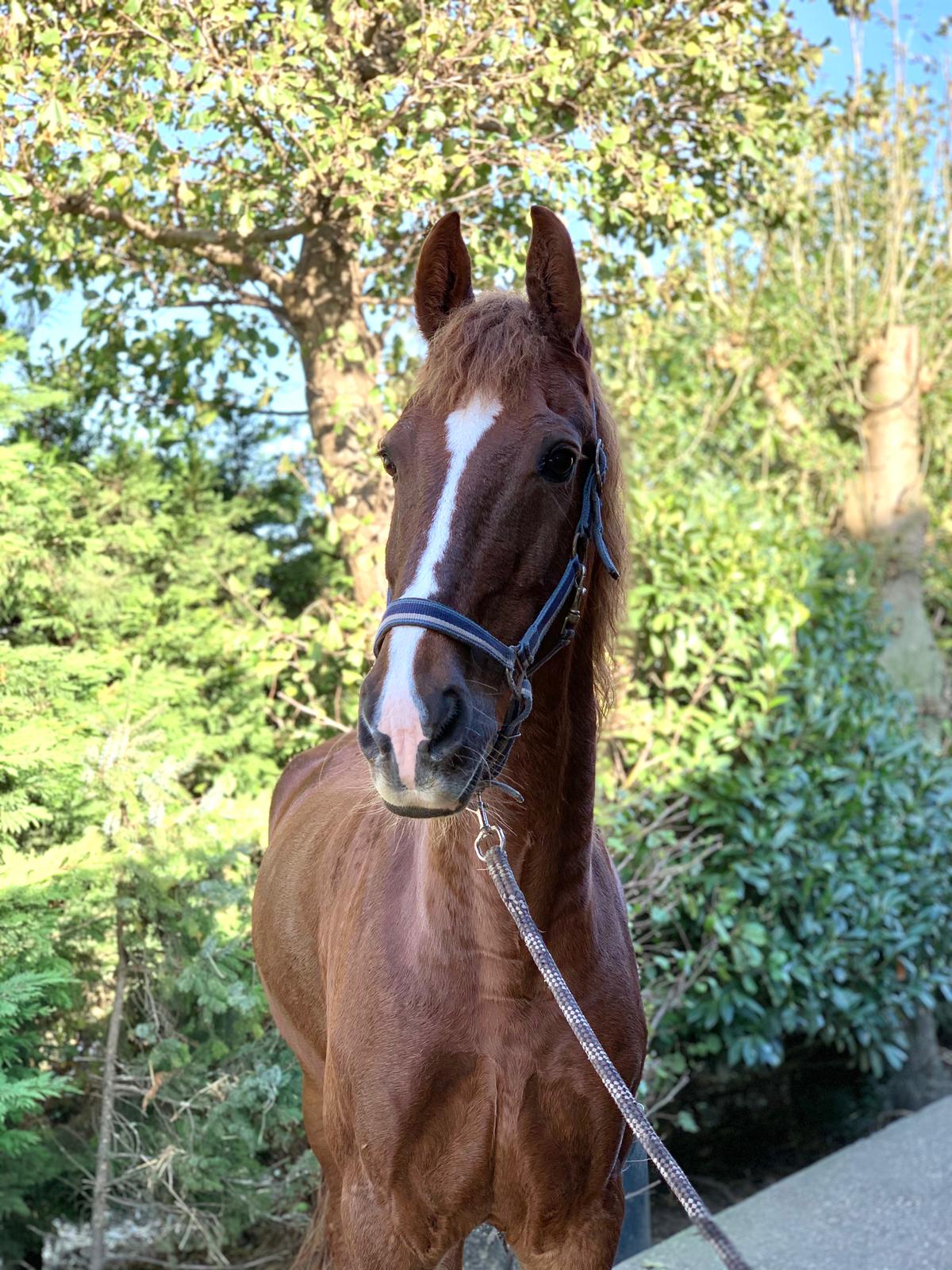 Joep Manege Stal Flicka Joep