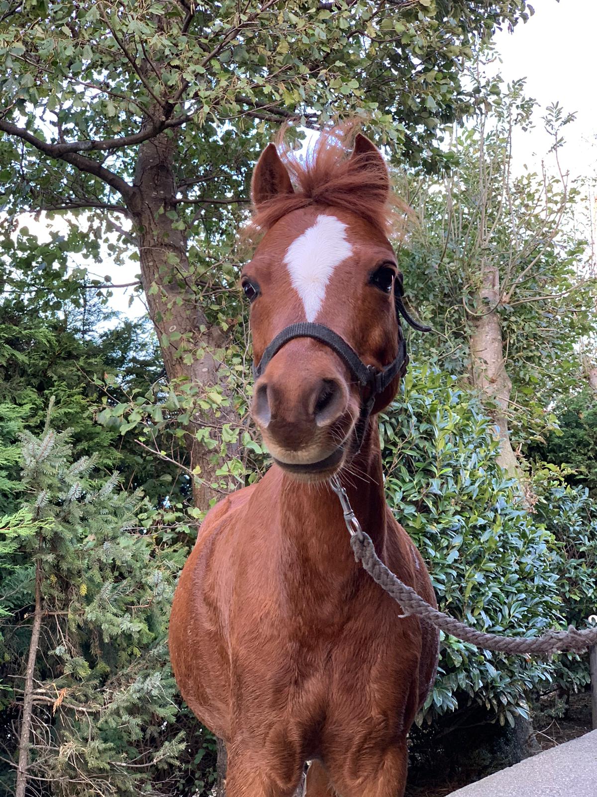 Pepper Manege Stal Flicka Pepper