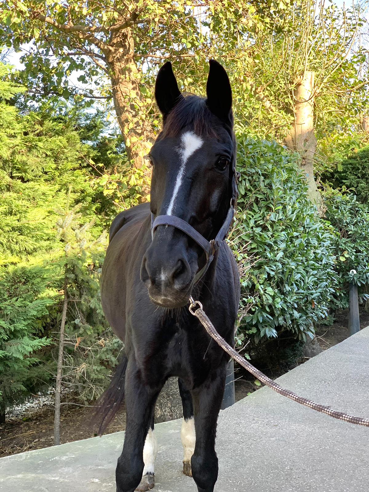 Rocky Manege Stal Flicka Rocky