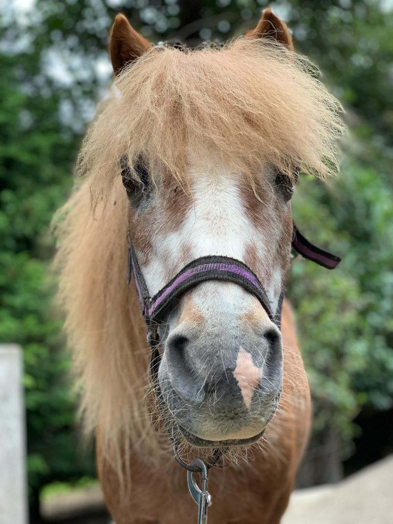 Sjors Manege Stal Flicka Sjors