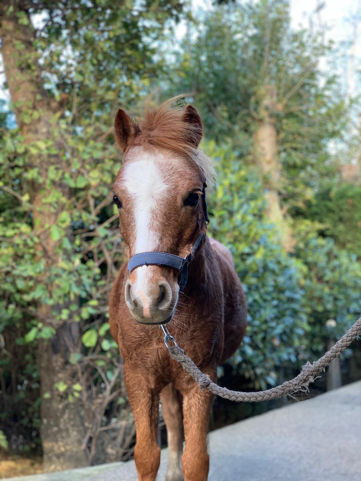 Spetter Manege Stal Flicka Spetter
