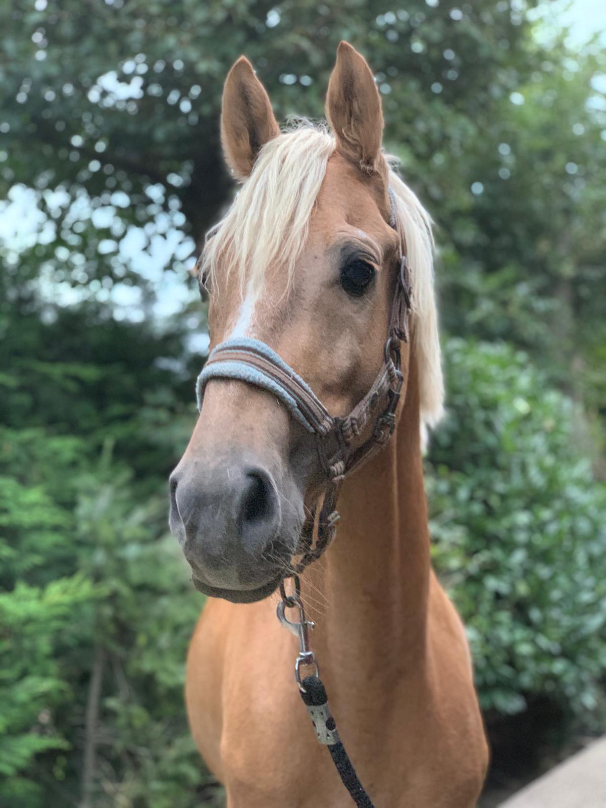 Tango Manege Stal Flicka Tango