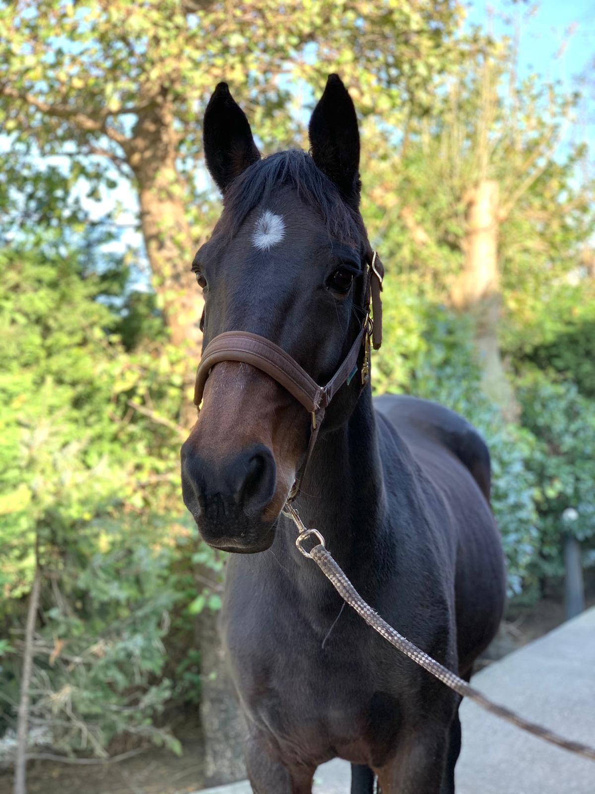 Valesca xManege Stal Flicka Valesca
